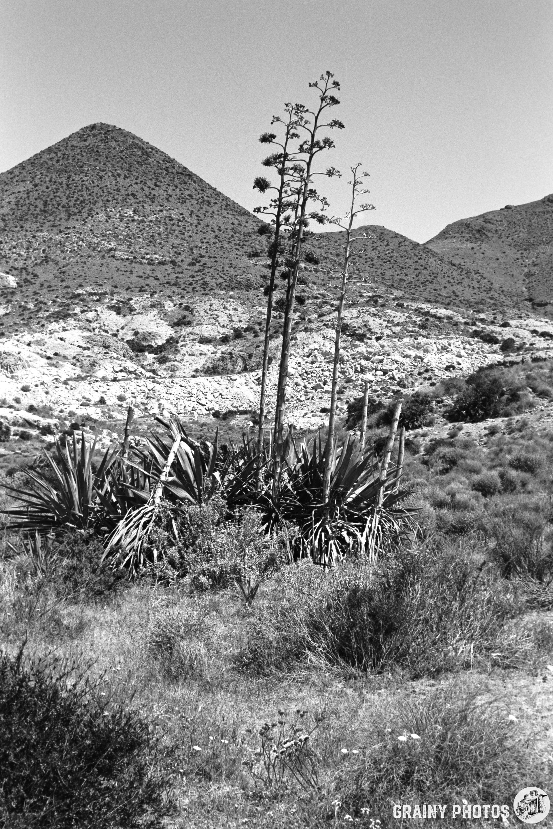 A monochrome landscape featuring towering agave plants in the foreground, set against a backdrop of rugged mountains and a clear sky. The scene captures the stark beauty of the arid terrain, highlighting the contrast between the plant life and the rocky peaks.