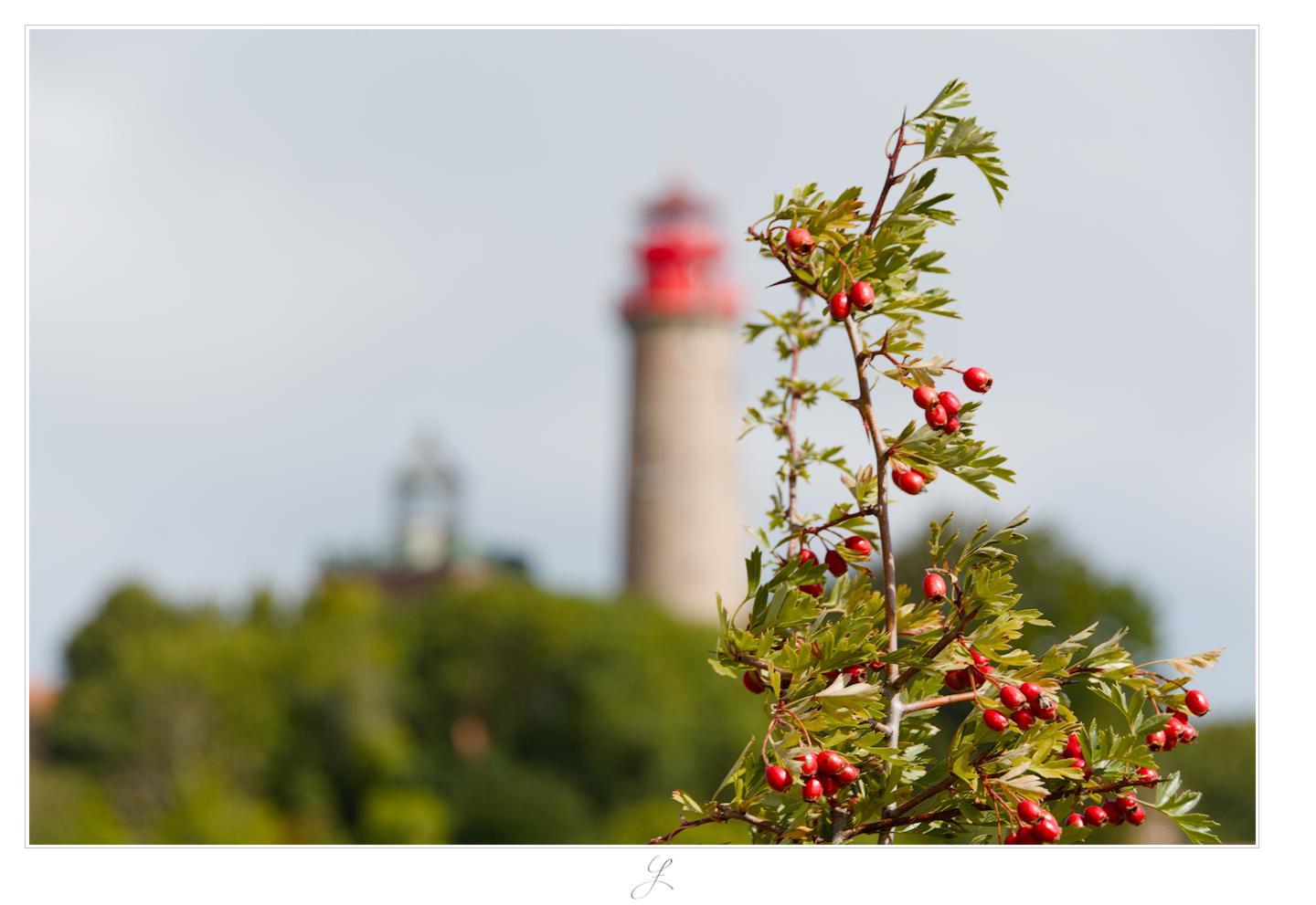A hawthorn branch with green leaves and red berries stretches upward. Two lighthouses can be seen in the blurred background. Directly to the left of the branch stands a tall, gray tower with a red lantern at the top. To the left of this lighthouse, another, much smaller, green lighthouse peeks out from among the trees below the two lighthouses.

AI disclaimer: Using my work, its meta data, written or derived description to create media with or train AI based systems is prohibited.