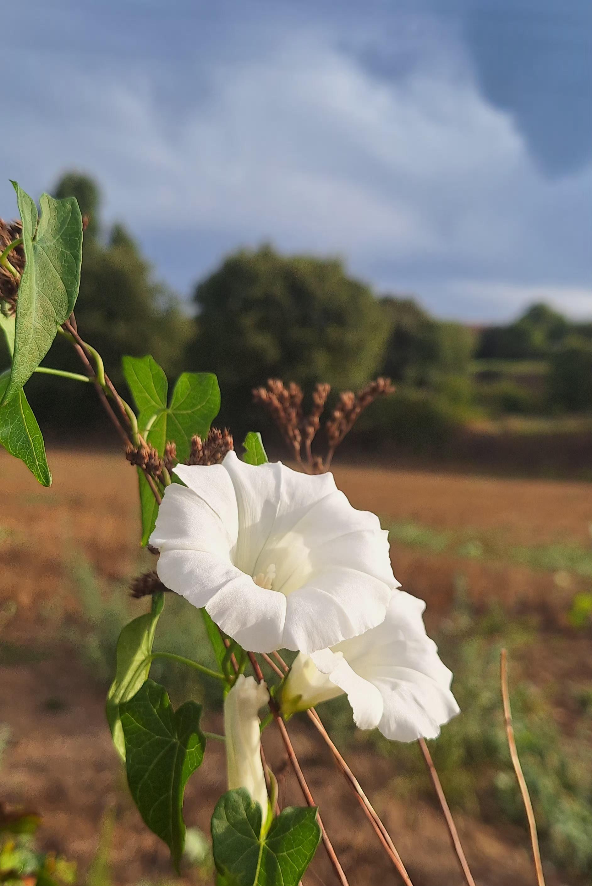 A wildflower, white and bell-shaped, shining in the first rays of sunlight next to a field bordered by trees under a sky with a few clouds.