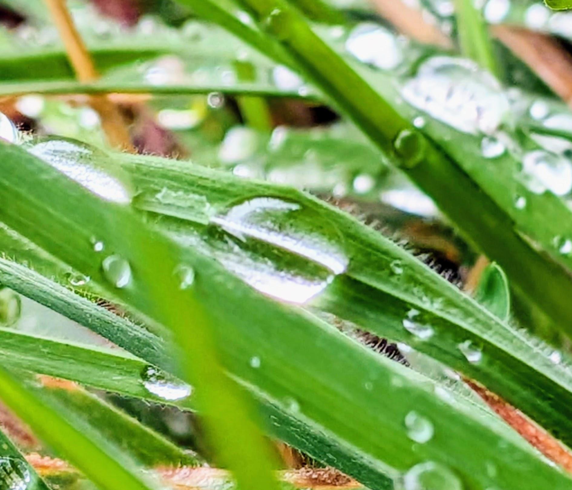 Regentropfen auf frischem Gras