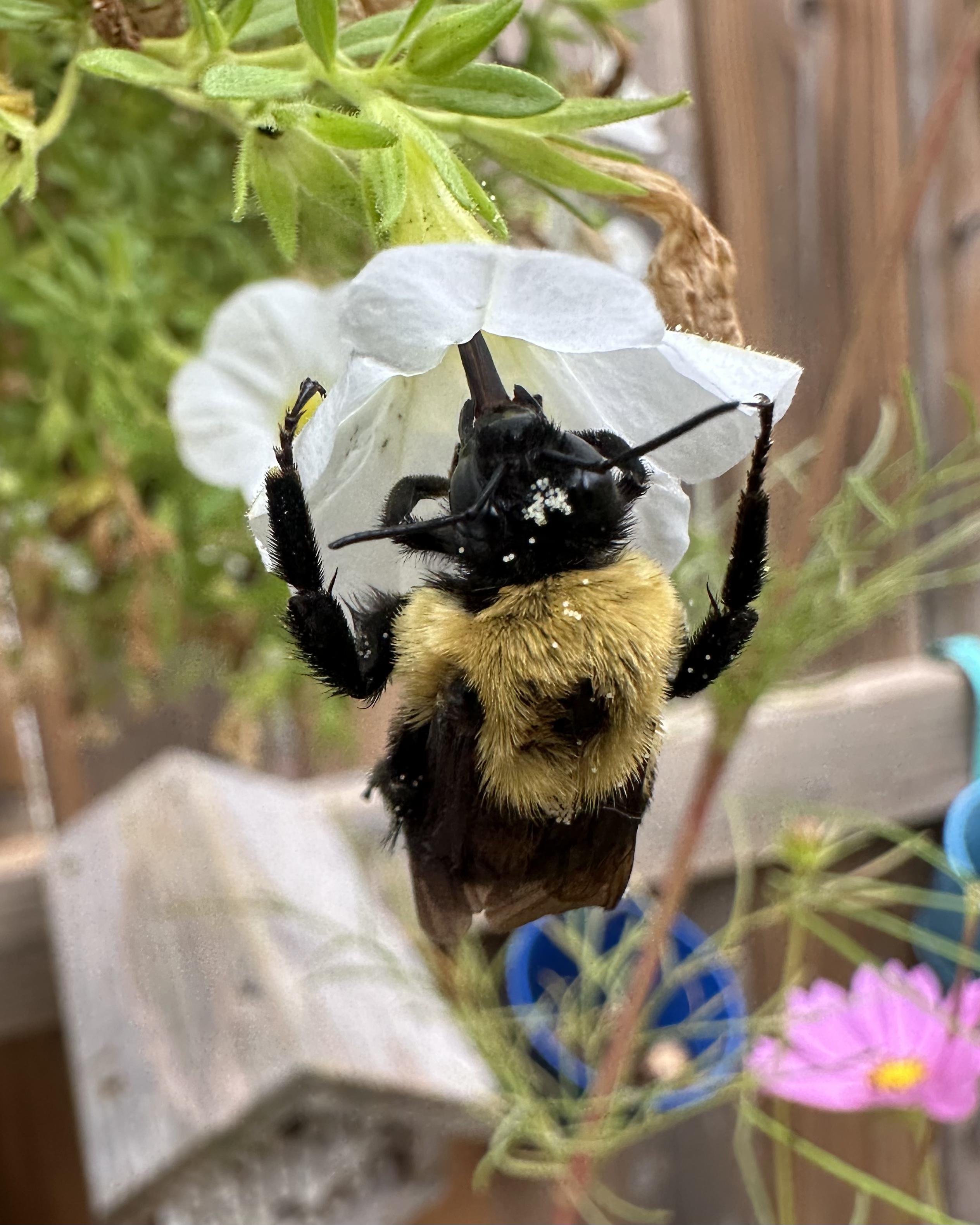 Enormous gold and black bumblebee quite close up showing off a head sprinkled with white morning glory pollen and her tongue sticking out. She's clinging precariously to a white petunia blossom.