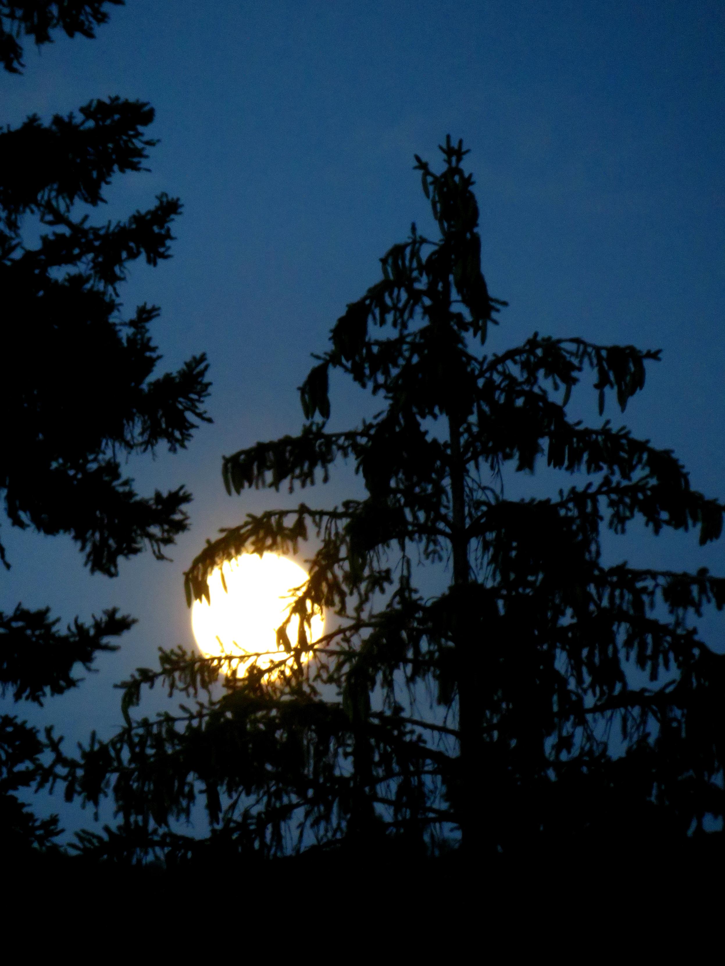 The Sturgeon Full Moon, at its rising, appears behind the silhouettes of tree branches.