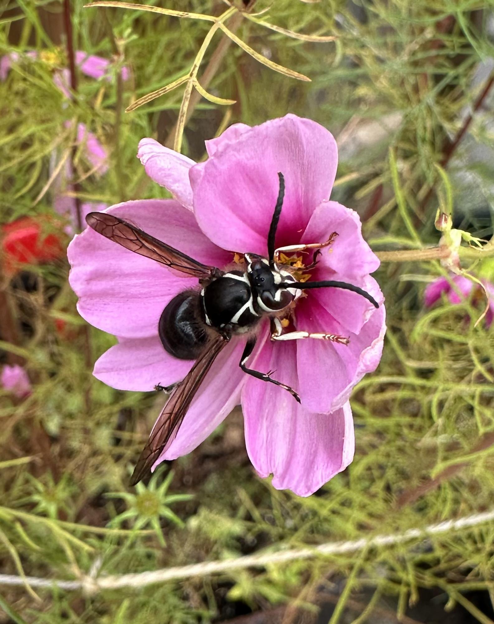 A large black and white hornet with distinctive white markings on its face and legs sits in a pink cosmos flower supping nectar.