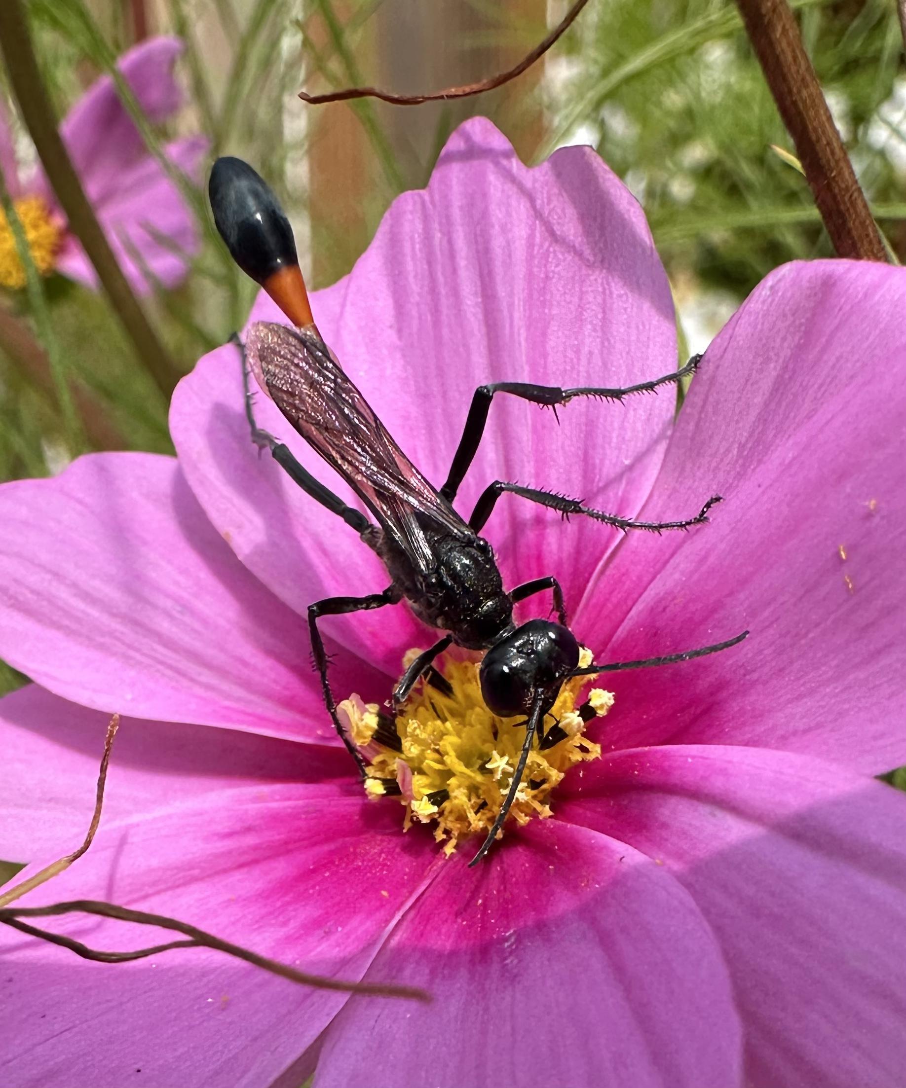 A black skinny wasp with dark orange markings on its abdomen stands on its head in the yellow center of a pink cosmos blossom.