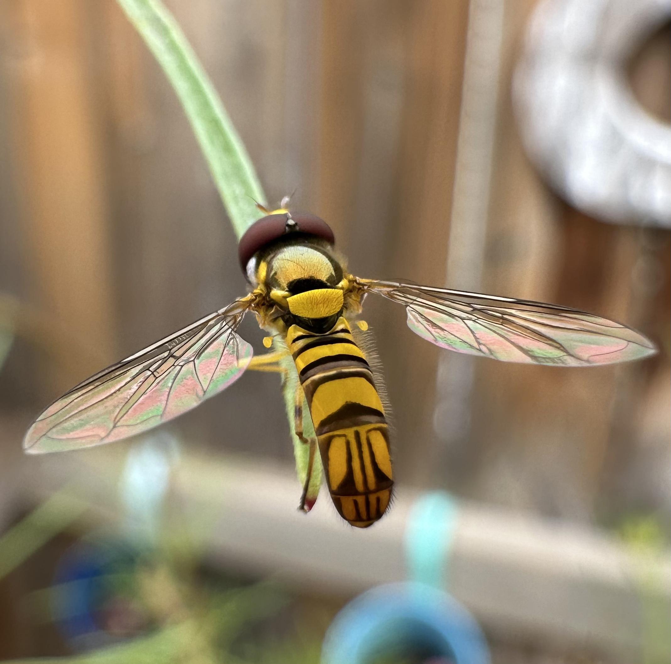 A black and yellow hoverfly with brick red eyes and wings iridescent with the reflected pink and green of the garden flowers.