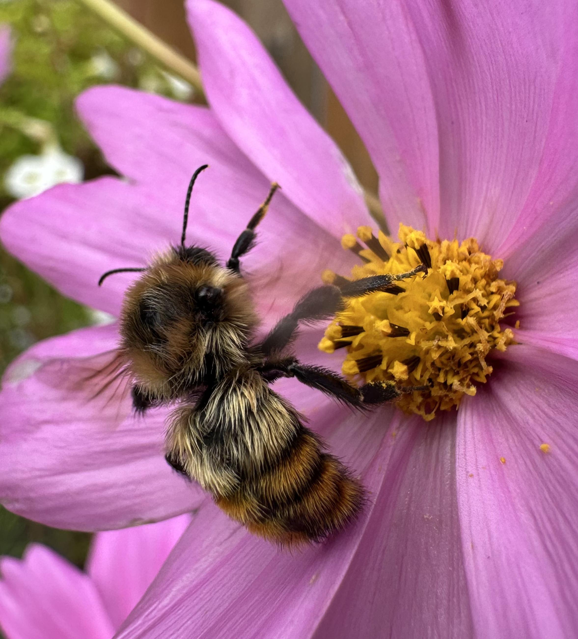 A gold and black bumble bee with ornage bands on its abdomen lifting off from the gold and pink of a cosmos flower.