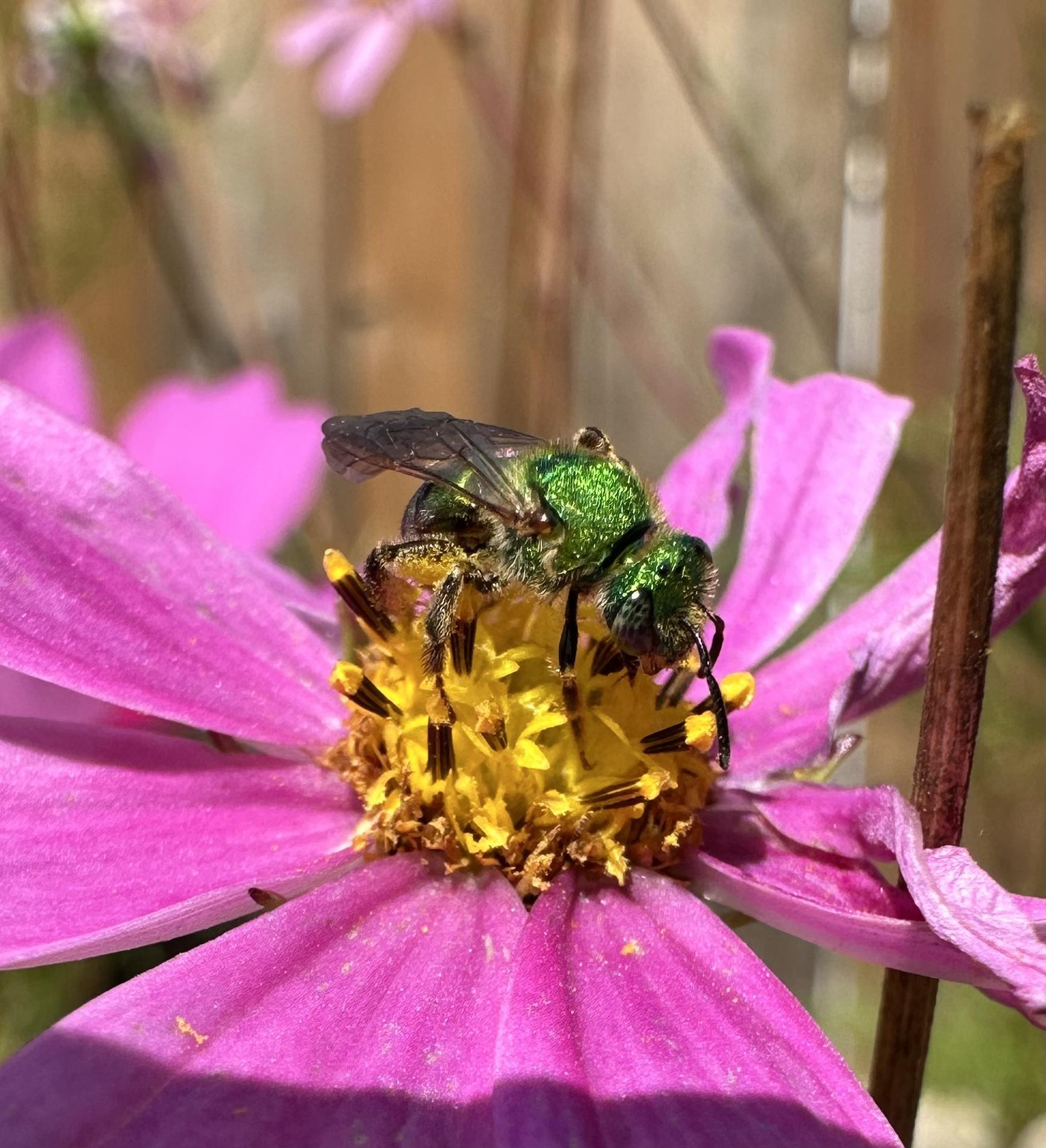 Close up of a shiny green bee on the yellow center of a pink cosmos flower.