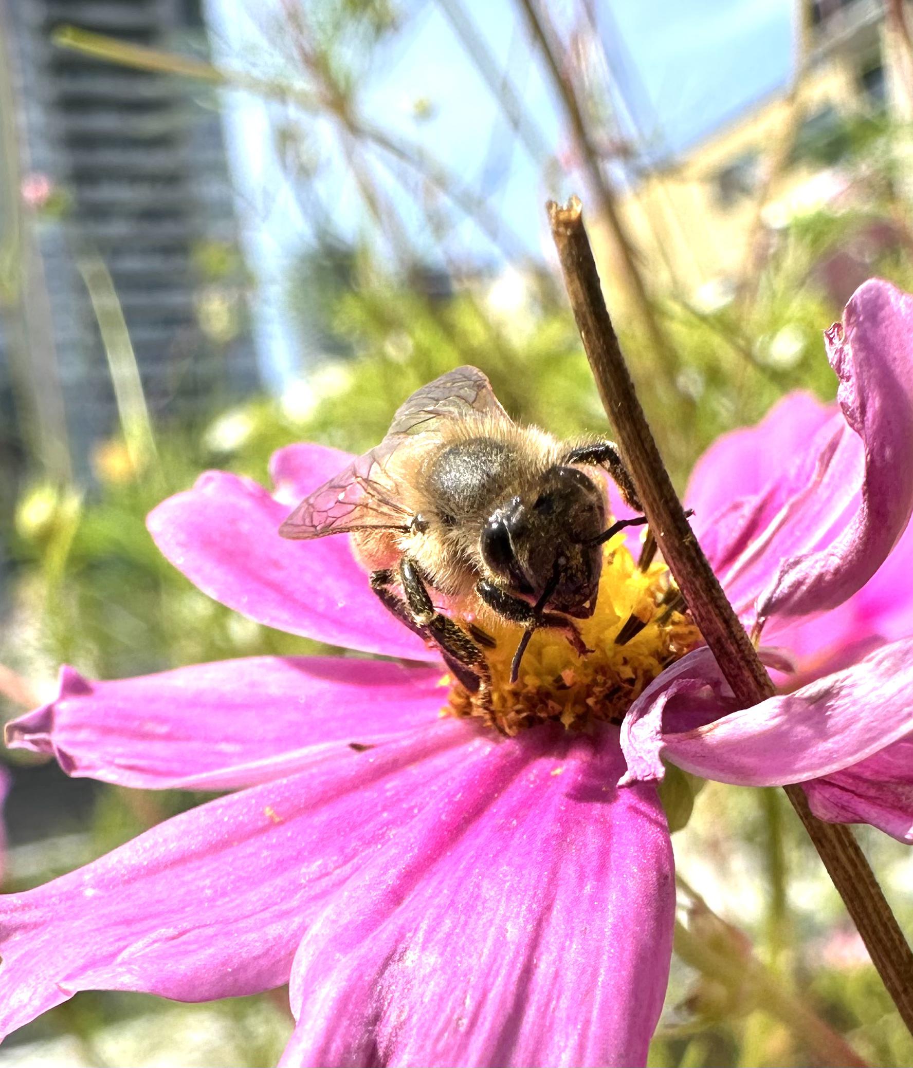 Lovely orange and black honey bee on the golden center of a pink cosmos flower.