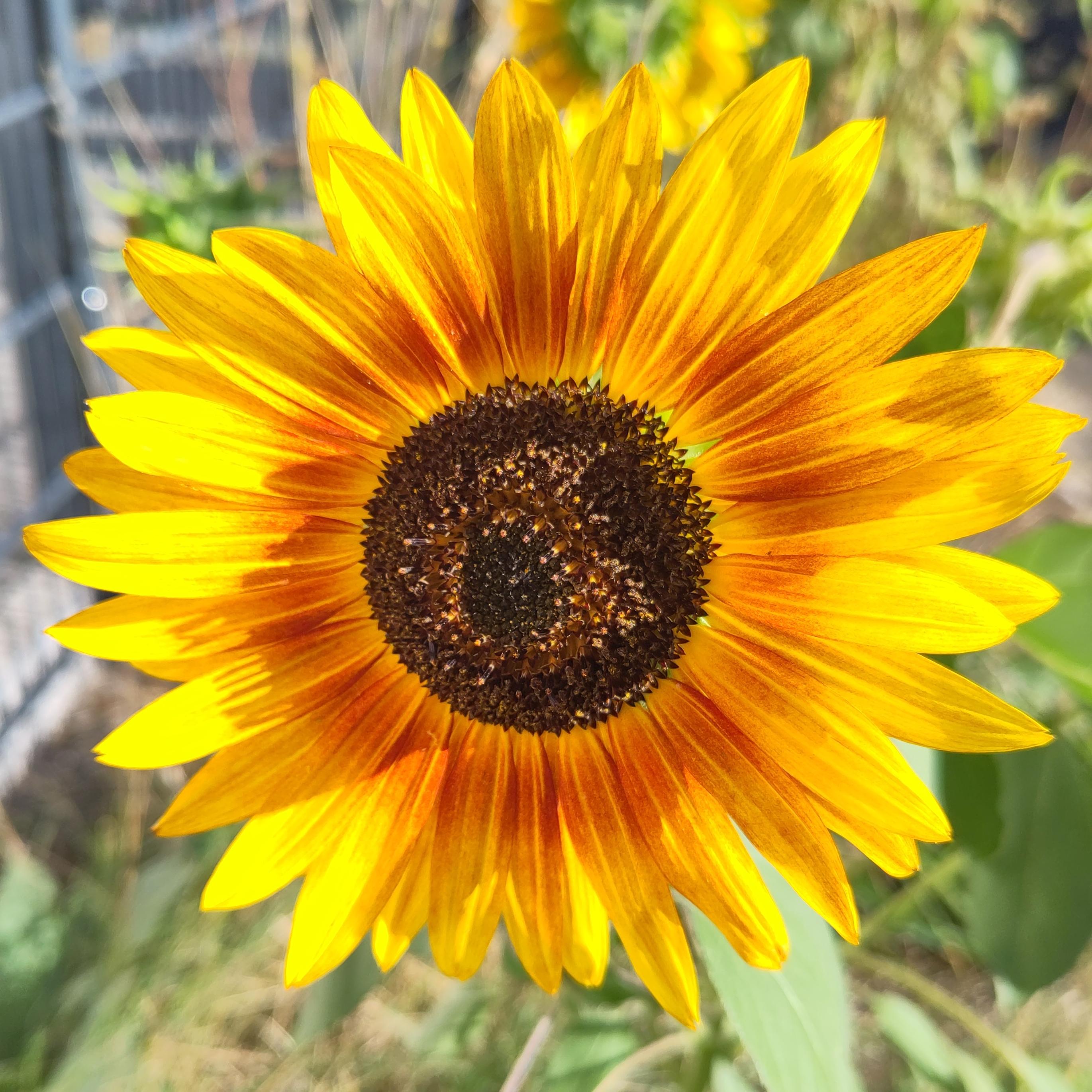 Eine gelb-rote Sonnenblume leuchtet, von der Seite beschienen, im Sonnenlicht.
