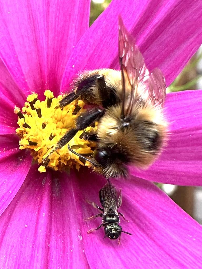 A large gold and black bumblebee is feating on the yellow center of a pink cosmos blossom while a small black glossy sweat be waits its turn nearby. Everyone is lightly dusted with pale yellow pollen.
