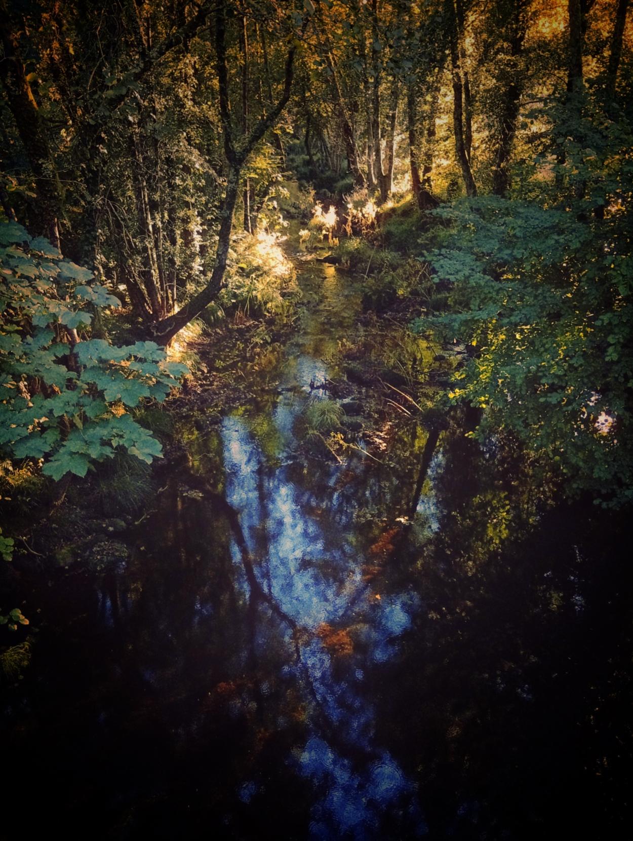GAL
Unha fotografía paisaxística dunha zona arborada atravesada por un río. Pódense apreciar a vexetación e as árbores frondosas, así como os seus reflexos na auga. A imaxe foi tomada durante a "hora dourada", que baña a follaxe cun resplandor característico, e empregouse a posprodución fotográfica para crear unha atmosfera de aspecto sobrenatural.
EN
A landscape photography of a wooded area traversed by a river. One can see the vegetation and lush trees, along with their reflections in the water. The image was captured during the "golden hour," which casts a distinctive glow on the foliage, and post-production was used to create an otherworldly atmosphere.