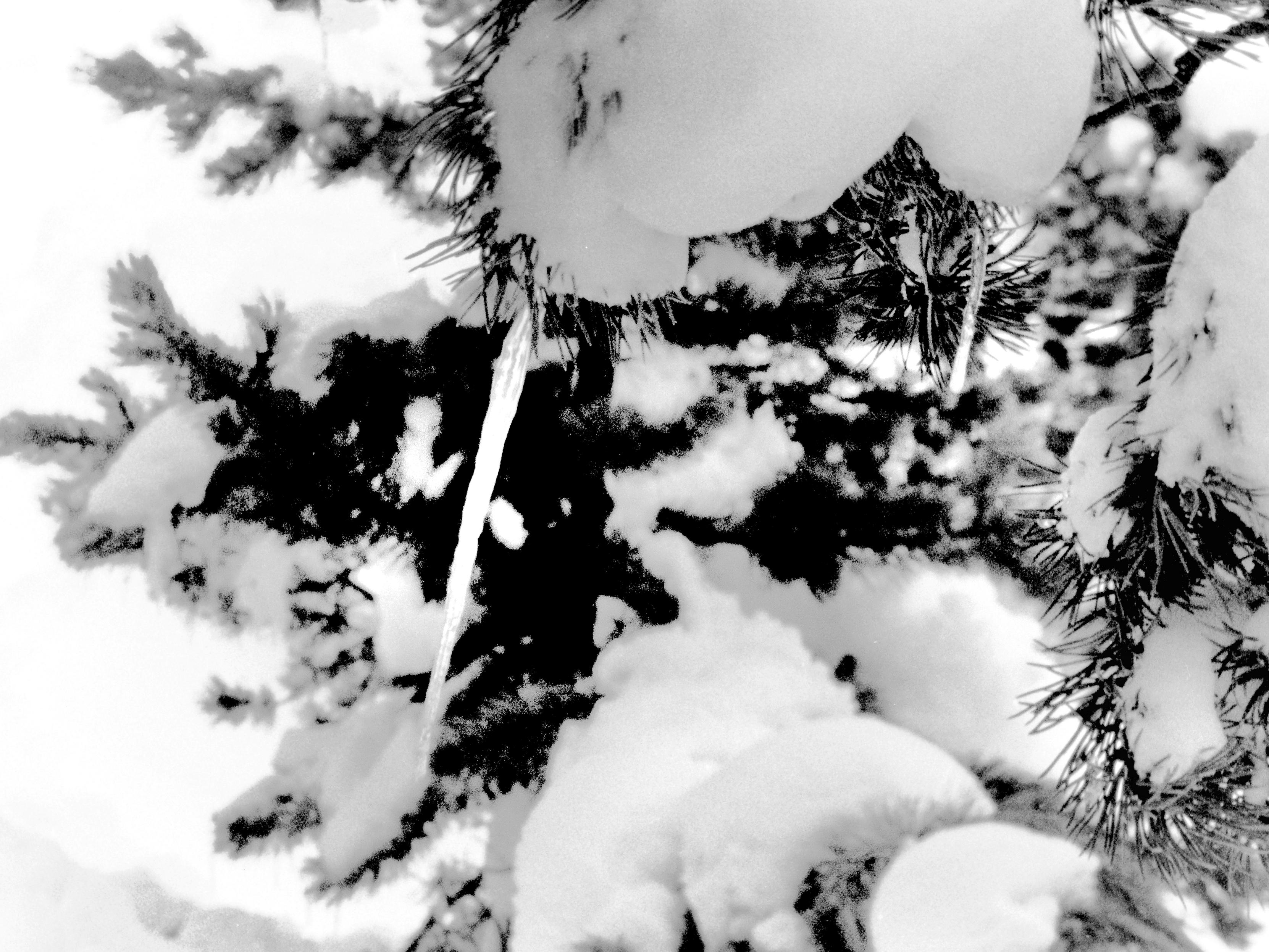 The photograph - in black and white, 3:4 landscape format, and "analog" - shows, in the middle of winter and high mountains, a very close view of the end of a fir branch with snow and ice attached.