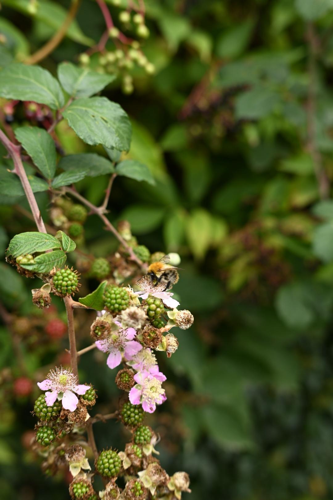 A little bumblebee has landed atop a light pink blackberry flower for a sip. There are many unripe green berries on the same branch.