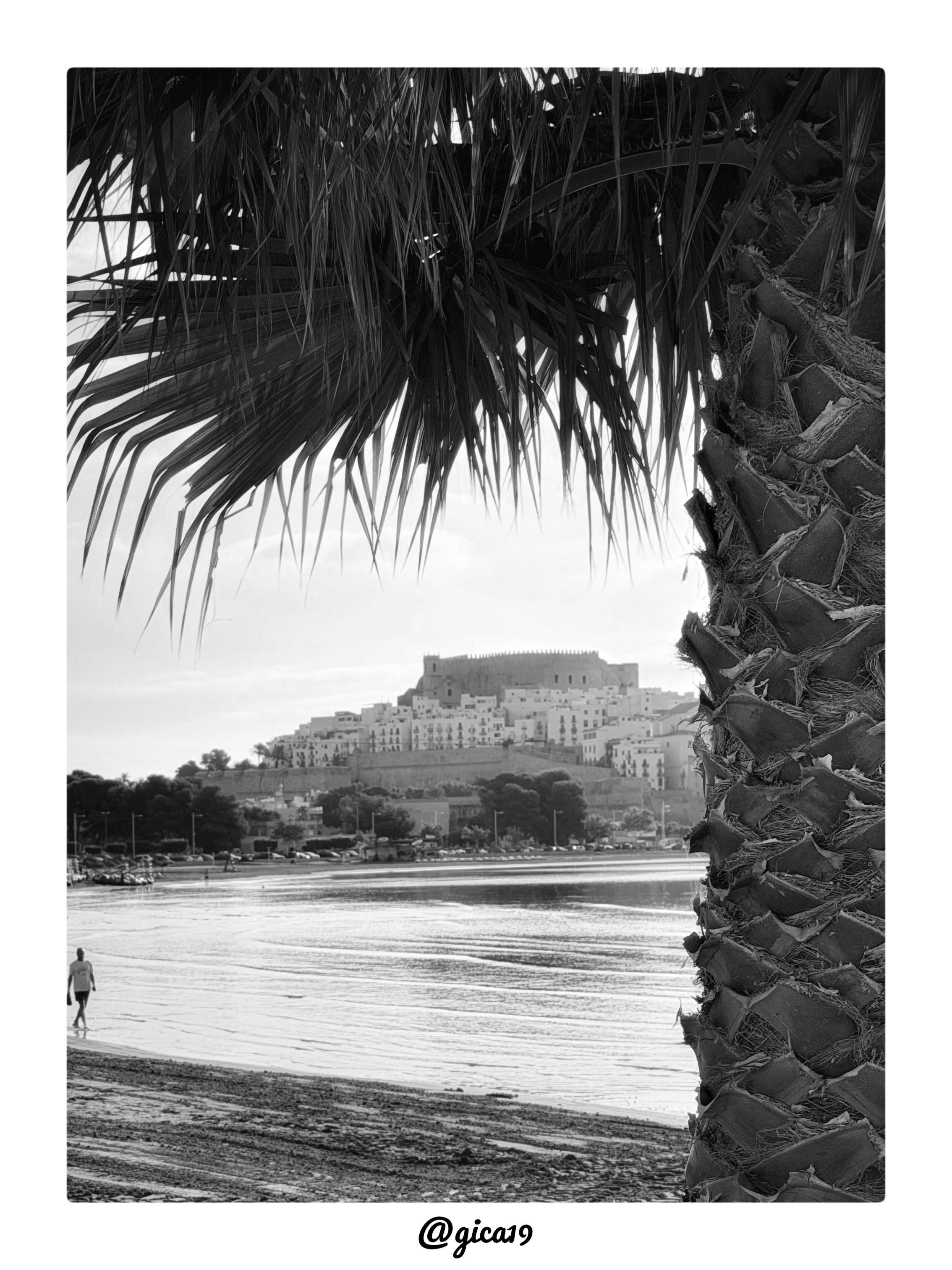 La imagen es una fotografía en blanco y negro tomada desde la Playa Sur de Peñíscola poco después del amanecer, con el casco antiguo y el Castillo del Papa Luna recortados al fondo sobre el promontorio.

En primer plano, las hojas colgantes de una palmera enmarcan la parte superior de la imagen, mientras el grueso tronco fibroso de la misma palmera ocupa el lateral derecho del encuadre, creando un marco natural asimétrico que da profundidad a la fotografía. Esta técnica de encuadre orgánico dirige la mirada hacia el centro y el fondo de la escena.

Al fondo se distingue el conjunto de casas blancas apiñadas del casco histórico de Peñíscola, coronado por la silueta del castillo templario que domina la elevación rocosa. Entre la palmera y el pueblo se extiende una amplia playa de arena mojada, con el reflejo del cielo claro sobre la orilla, típico de las primeras horas tras el amanecer cuando la marea deja la arena brillante. Una única figura humana camina solitaria por la orilla, aporta