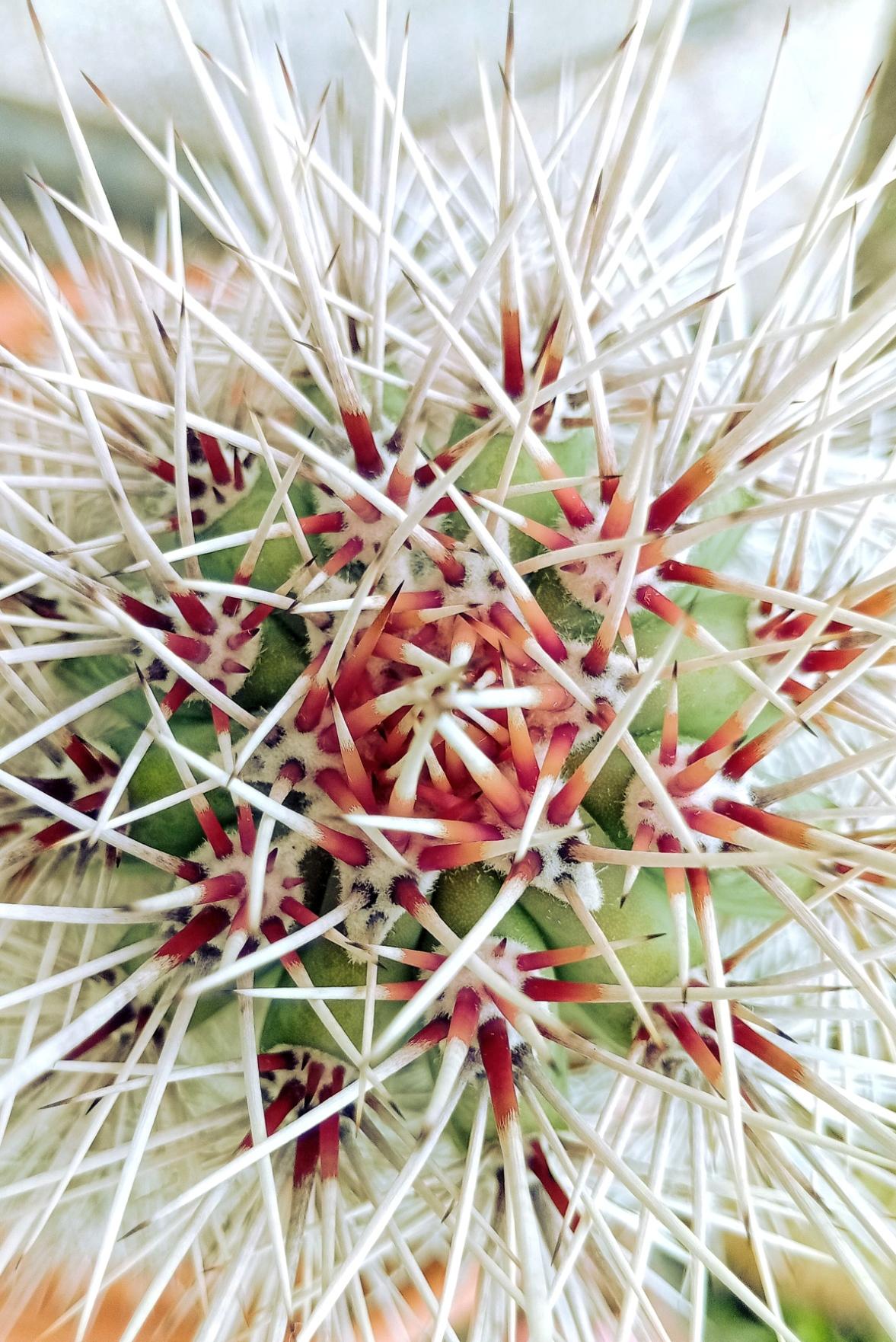 GAL
Fotografía dun cactus dende un punto de vista cenital. Pódese observar as súas espiñas vermellas e brancas forman un patrón en forma de estrela.

EN
A photograph of a cactus taken from directly above. Its red and white spines can be seen forming a star-shaped pattern.