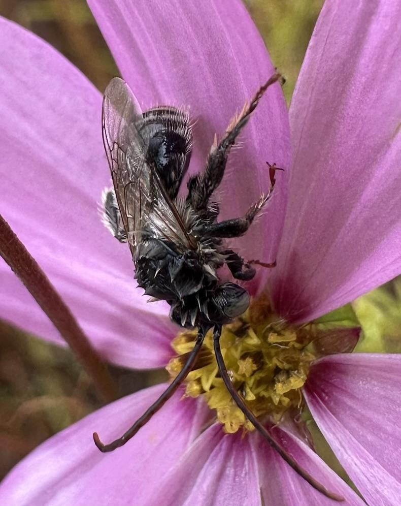 A bee-draggled gray and white bee with very long antennae and hair matted together from the rain tries to find some shelter in the pink and yellow cosmos blossom. Her eyes are a milky green.