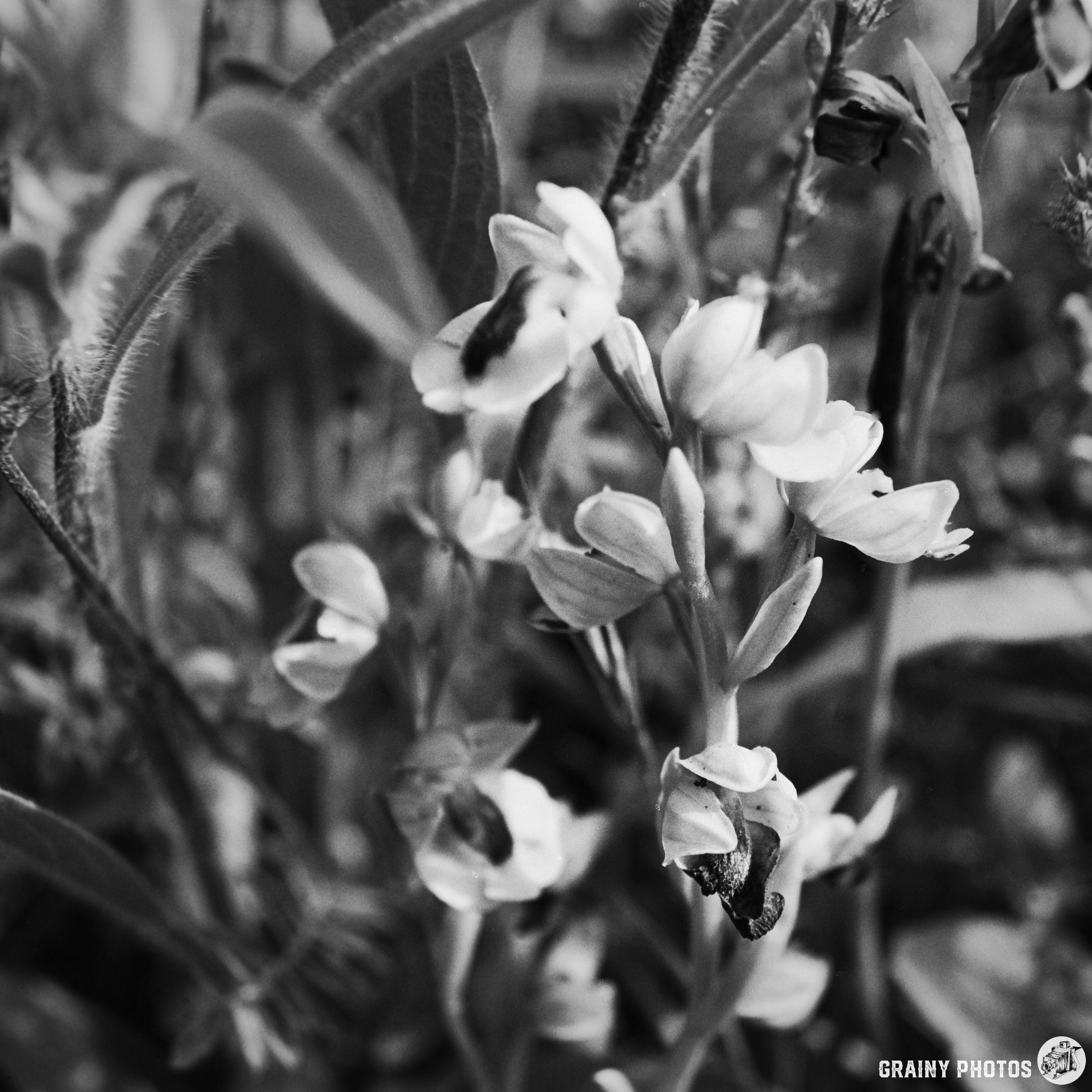 A monochrome image featuring delicate flowers with white and pale petals amidst lush green leaves, showcasing the beauty of nature in intricate detail. The focus is on the soft textures and natural forms, creating a serene botanical scene.