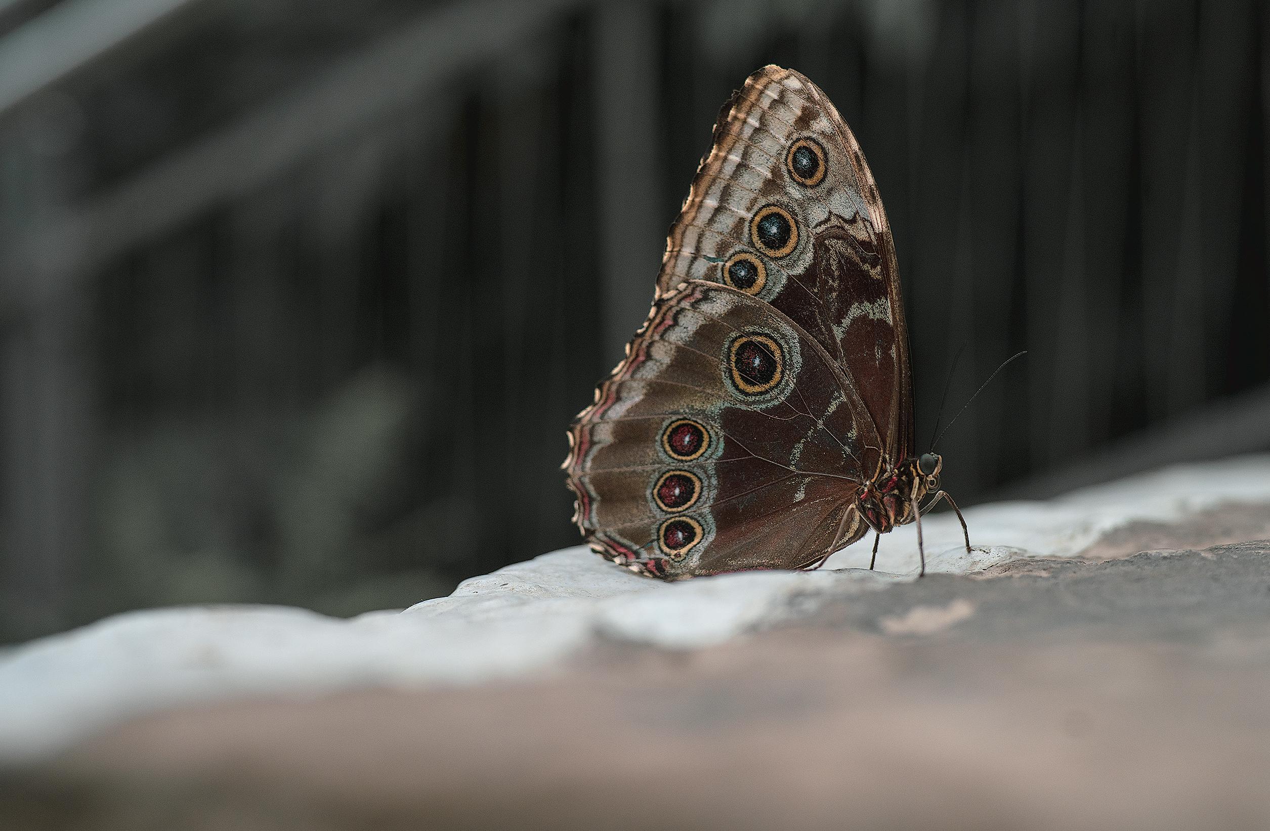 A brown-winged Blue Morpho butterfly still and posing for the camera on a white stone surface, with its blue-ish, yellow, and brown ringed eyespots stealing the show. A fence and a green plant are just visible in the dark background.