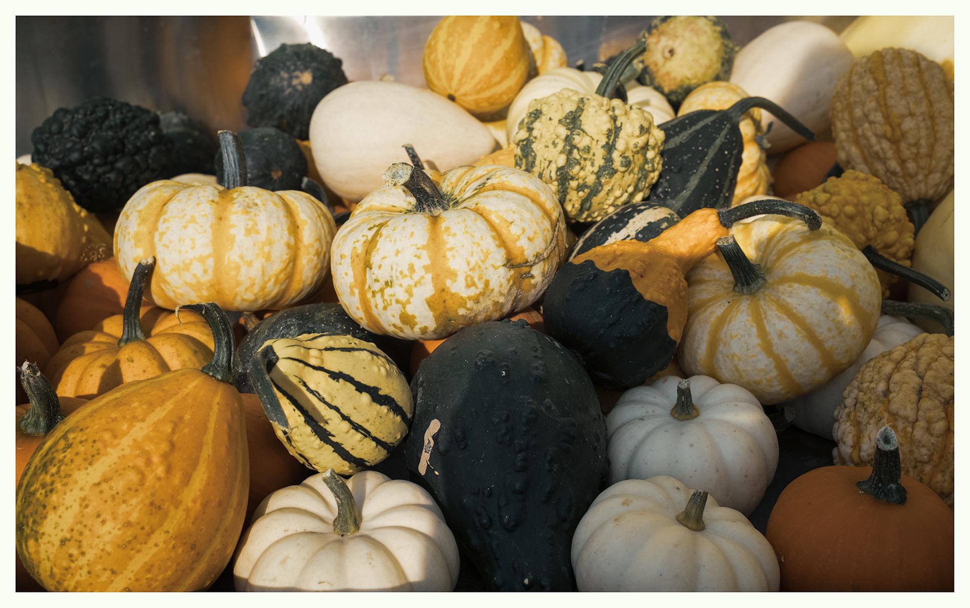 A shiny metal bin filled with a motley crew of stripy black, white, and orange bumpy pumpkins and knobbly gourds.