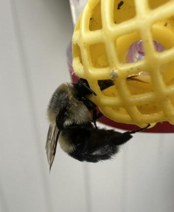 A black and gold bumble bee perches on the yellow grid of a hummingbird feeder. Its tongue is stuck allllll the way out because its head won't fit through the grid.