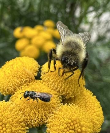 A gold and yellow bumble perches on some bright yellow-orange pollen bearing buds alongside a shiny black-green sweat bee that is a tenth her size.