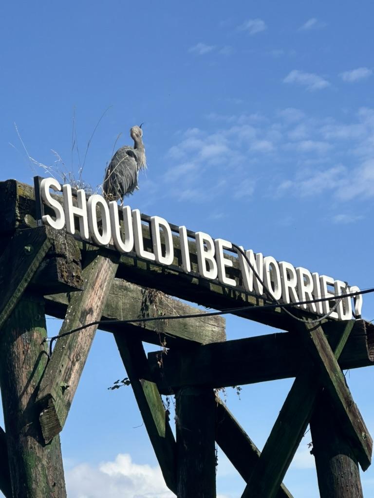 A heron sits atop the wreckage of an old dock on which someone has mounted a sign reading "should I be worried?". A perfect blue sky is in the background dotted with cottonball clouds.